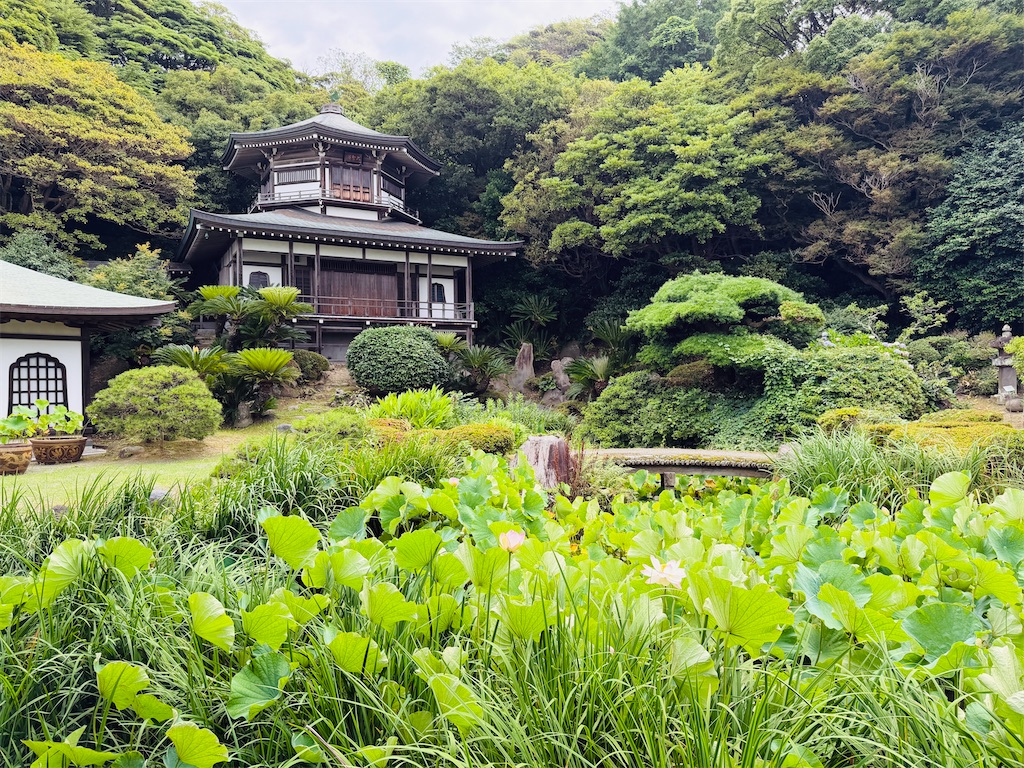 2026年7月中旬】鎌倉の蓮を見に朝さんぽ｜光明寺と鶴岡八幡宮の開花