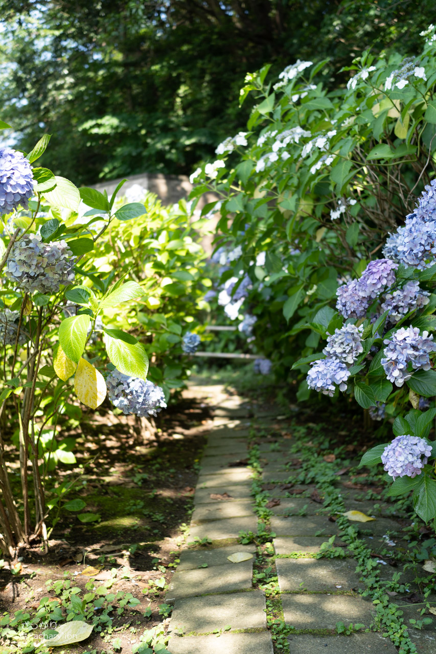 ニジガクショット♪めぐり Hydrangea 桜坂しずく - 葉山町