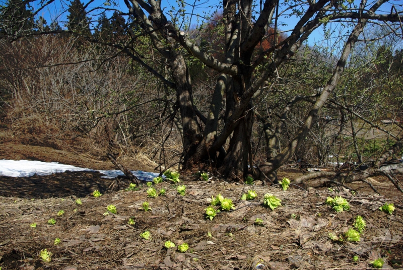 f:id:zaemon999:20140415152029j:image