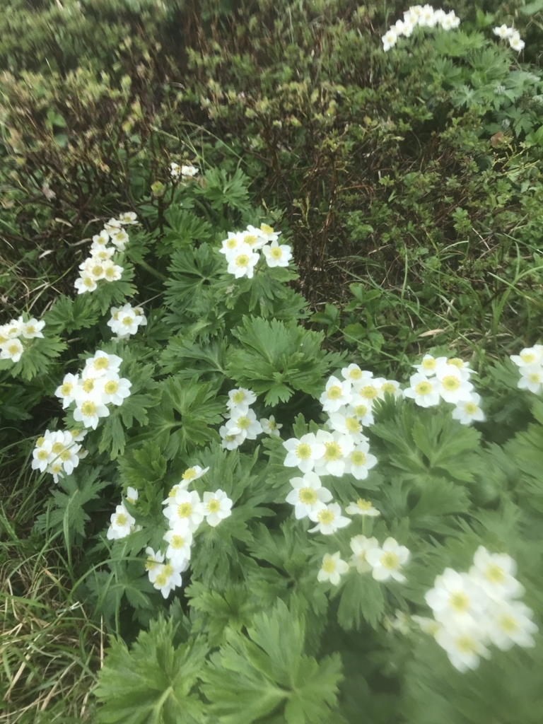 f:id:zagzag1717:20180729144337j:plain