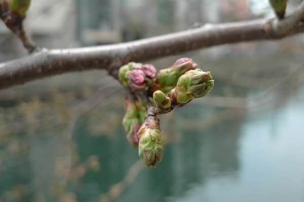 f:id:zaikabou:20110403084904j:image