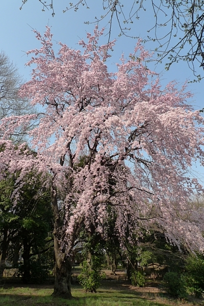 f:id:zaikabou:20110403084907j:image