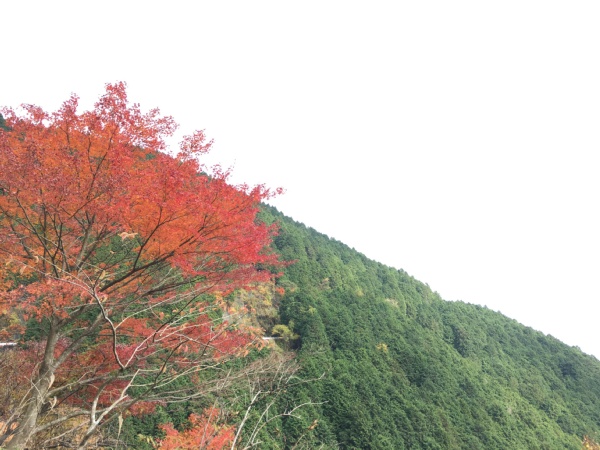 f:id:zaikabou:20161122071548j:plain f:id:zaikabou:20161122071548j:plain