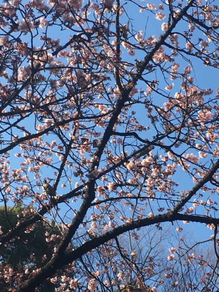 f:id:zaikabou:20170123065550j:plain