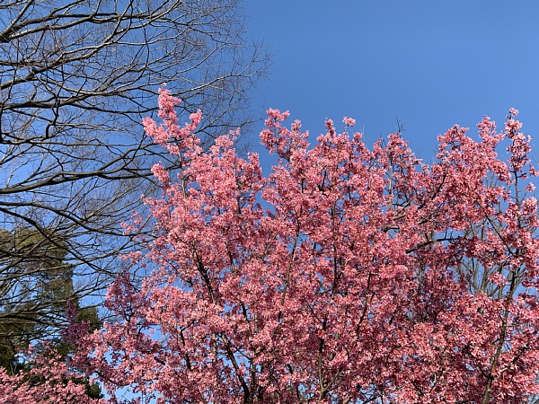 f:id:zaikabou:20190322111245j:plain