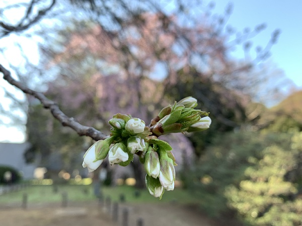 f:id:zaikabou:20190330130202j:plain