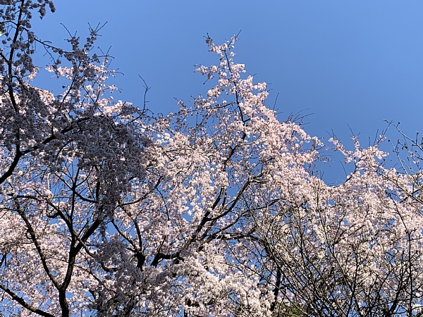 f:id:zaikabou:20190330130208j:plain