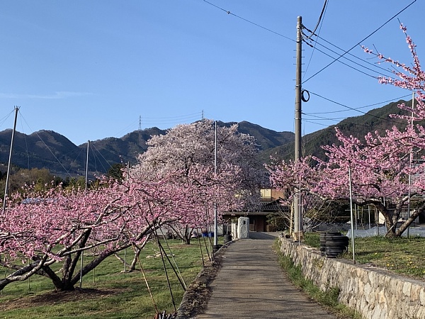 f:id:zaikabou:20190412085403j:plain