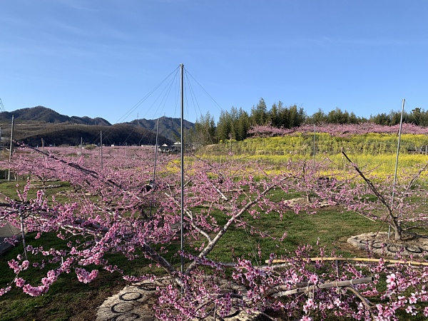 f:id:zaikabou:20190412085411j:plain