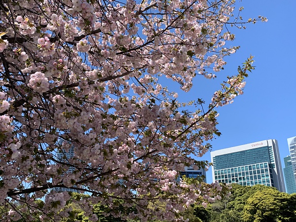 f:id:zaikabou:20190412085554j:plain