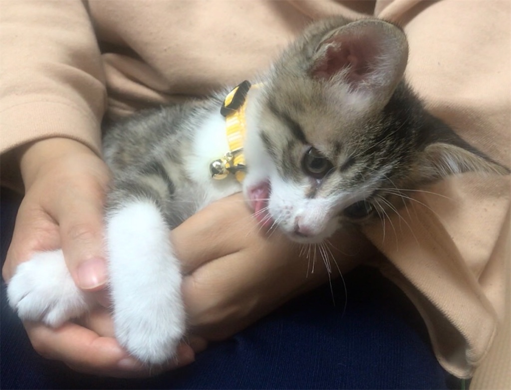 膝の上でゴロゴロ ねこのはるさん成長記録