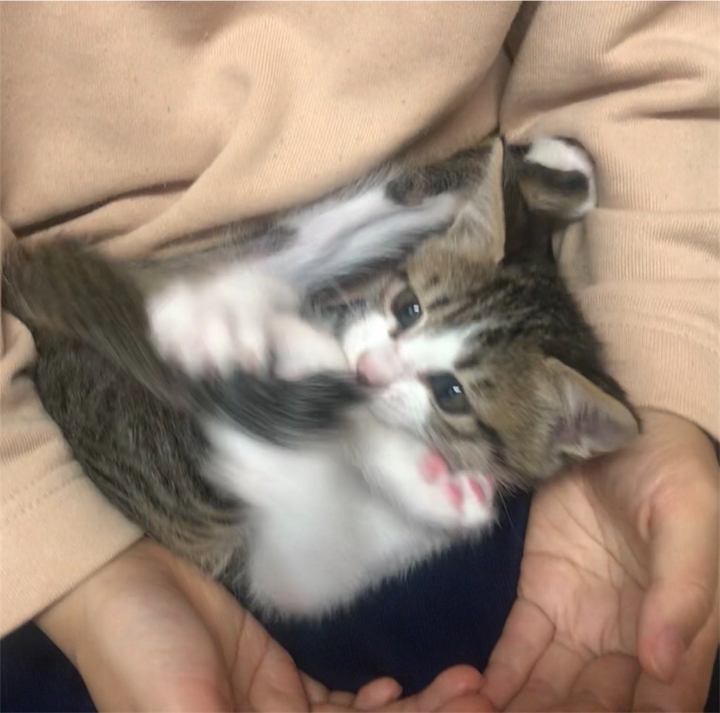 膝の上でゴロゴロ ねこのはるさん成長記録