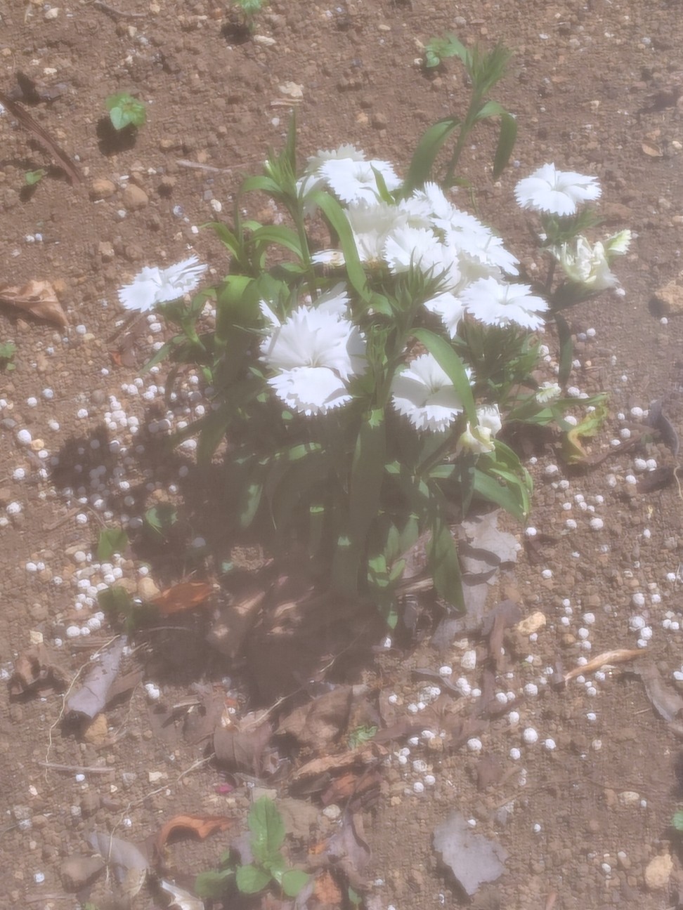 f:id:zakux:20260505123120j:image