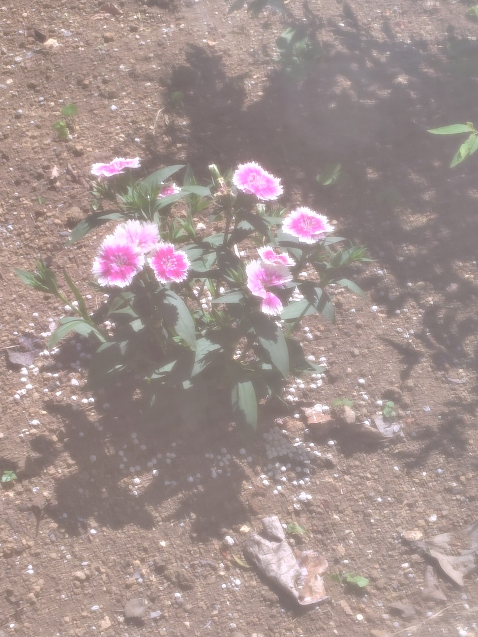 f:id:zakux:20260505123123j:image