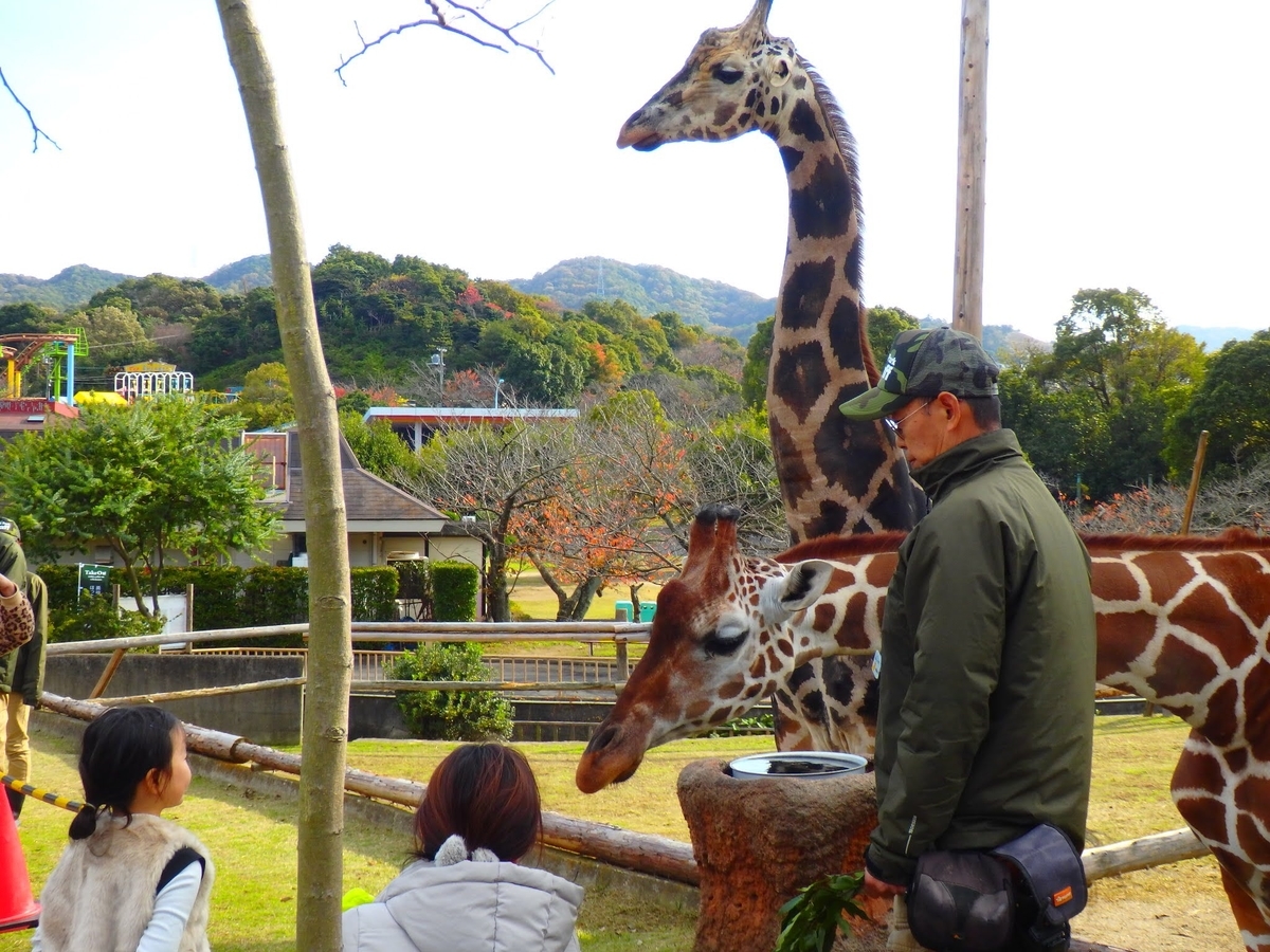 キリンに餌やり