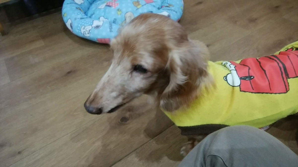 保護犬カフェ堺店 7 31 残滓 保護犬カフェ堺店 7 31 残滓