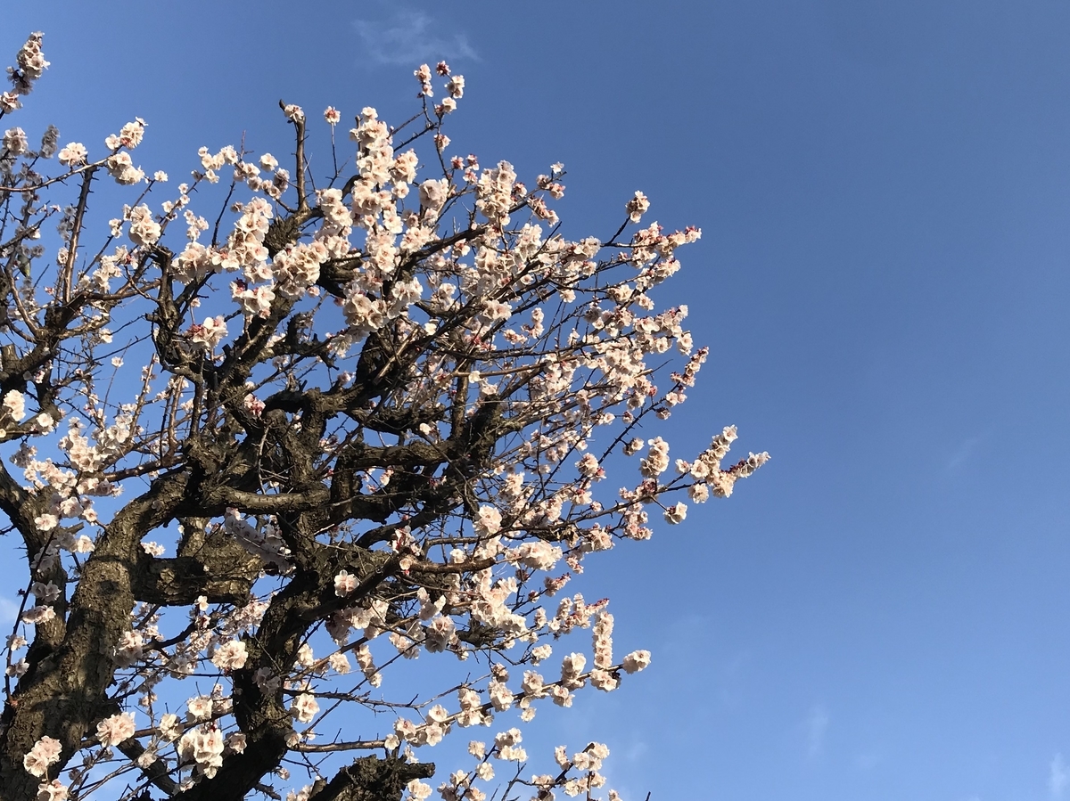 f:id:zanzow:20190513125358j:plain f:id:zanzow:20190513125358j:plain