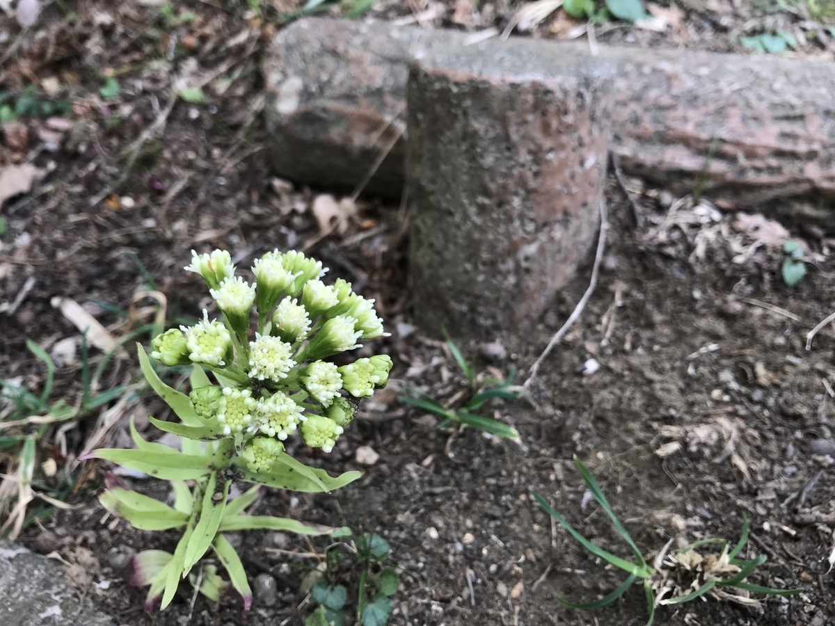 f:id:zanzow:20190513125621j:plain f:id:zanzow:20190513125621j:plain