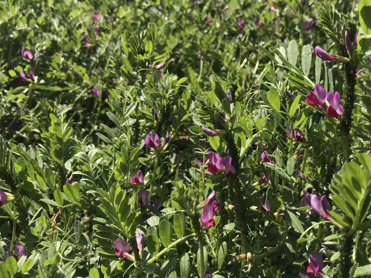 f:id:zanzow:20190513125727j:plain f:id:zanzow:20190513125727j:plain