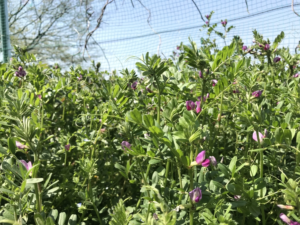 f:id:zanzow:20190513125801j:plain f:id:zanzow:20190513125801j:plain