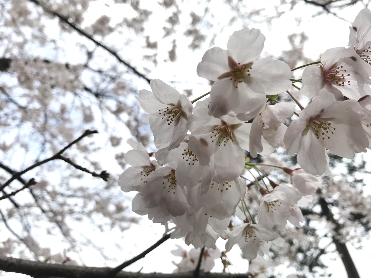 f:id:zanzow:20190513125832j:plain f:id:zanzow:20190513125832j:plain