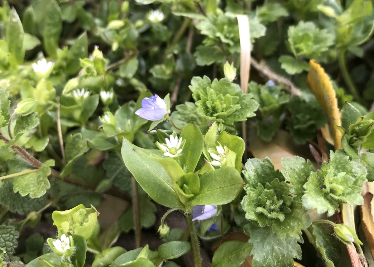 f:id:zanzow:20190513155124j:plain f:id:zanzow:20190513155124j:plain