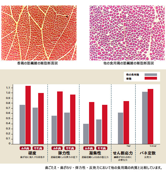香鶏と他の食用鶏との数値の比較