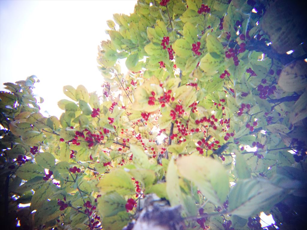 f:id:zaogongen-comw-y-2:20181109192551j:plain f:id:zaogongen-comw-y-2:20181109192551j:plain
