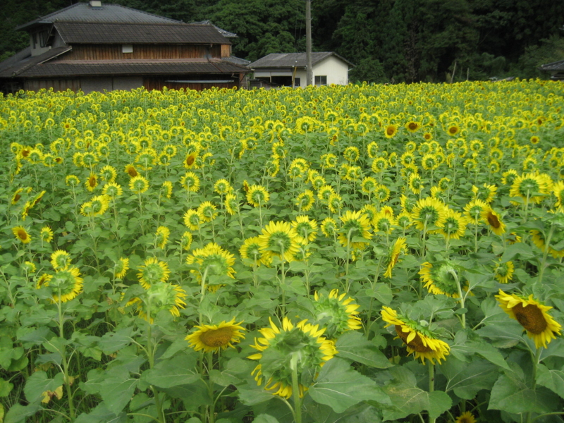 f:id:zappa38:20090801145756j:image