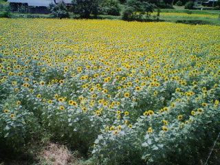 f:id:zappa38:20090803211723j:image