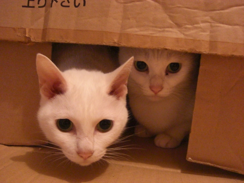 f:id:zappa38:20101030194258j:image