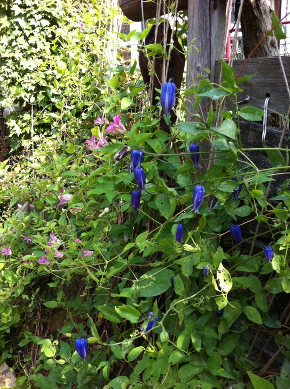 f:id:zappa38:20110818212741j:image