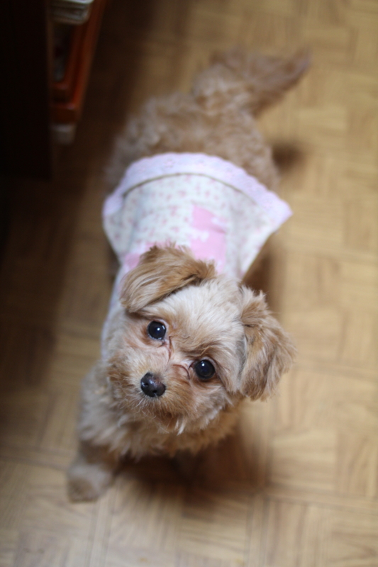 f:id:zappa38:20120319211837j:image