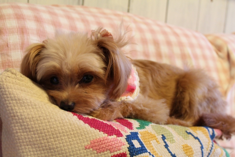 f:id:zappa38:20120902201456j:image