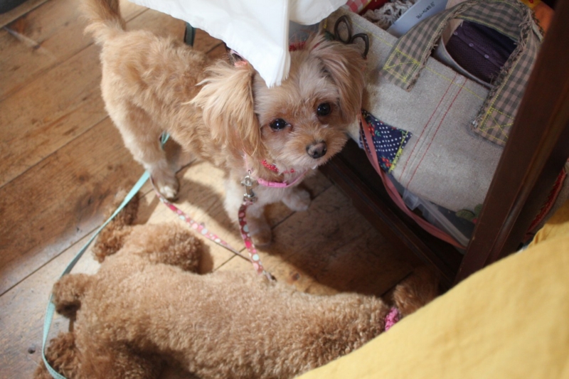 f:id:zappa38:20130821203806j:image