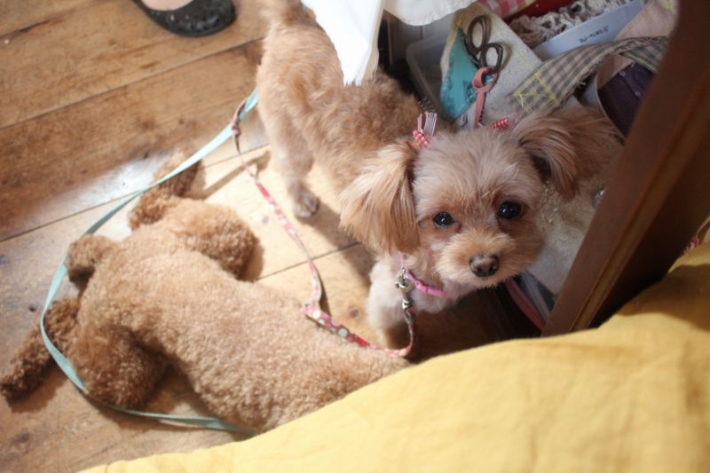 f:id:zappa38:20130821203811j:image