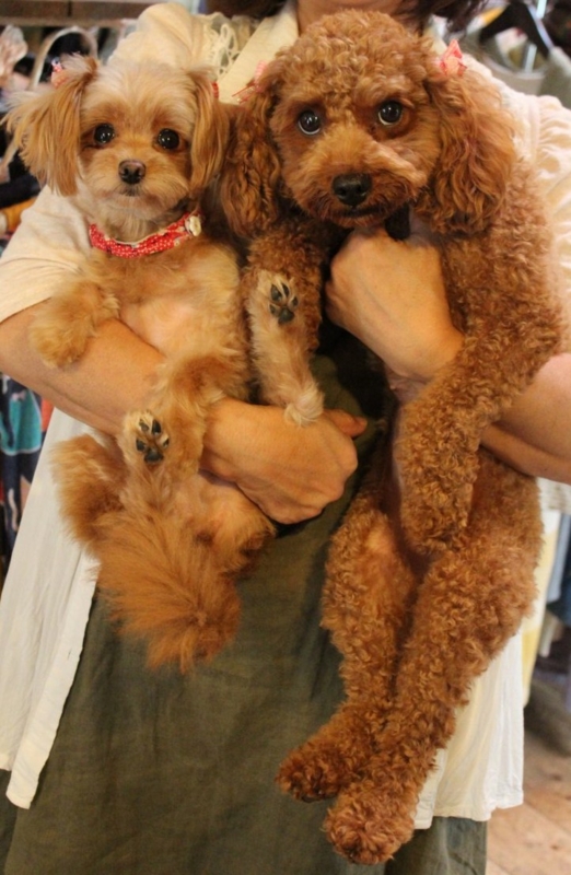 f:id:zappa38:20130831220457j:image