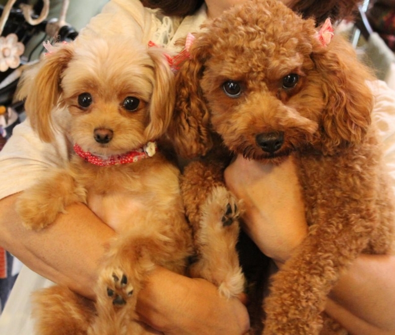 f:id:zappa38:20130831220458j:image