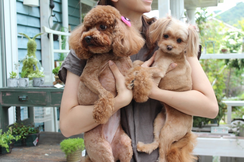 f:id:zappa38:20140610211842j:image