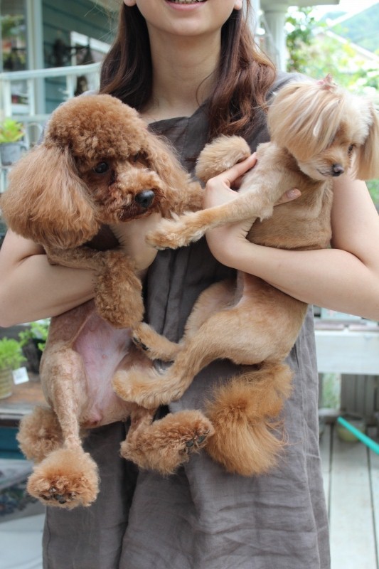 f:id:zappa38:20140610211844j:image