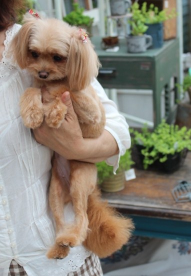 f:id:zappa38:20140610211845j:image