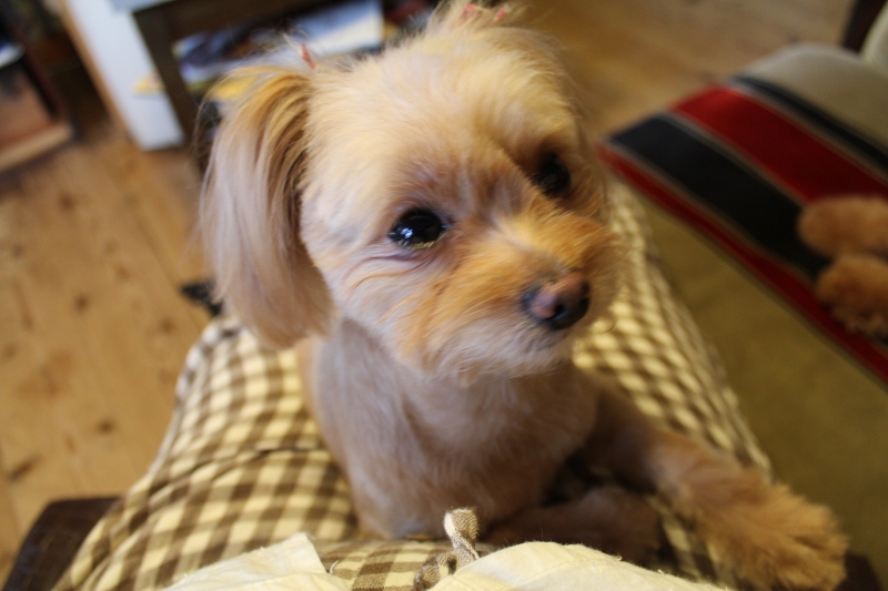 f:id:zappa38:20140610211923j:image