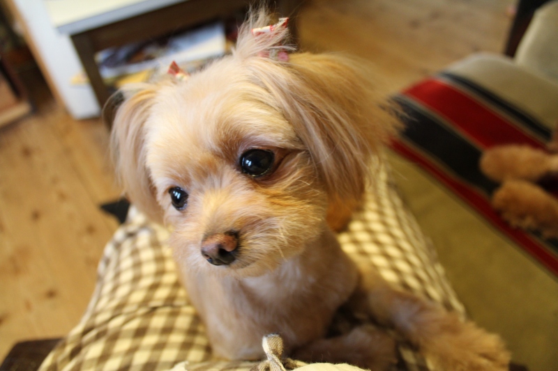 f:id:zappa38:20140610211924j:image