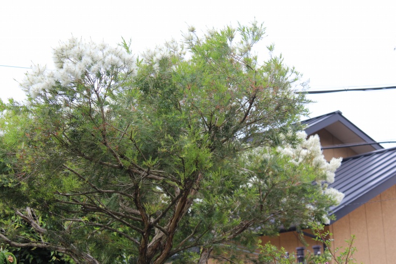 f:id:zappa38:20140610211927j:image