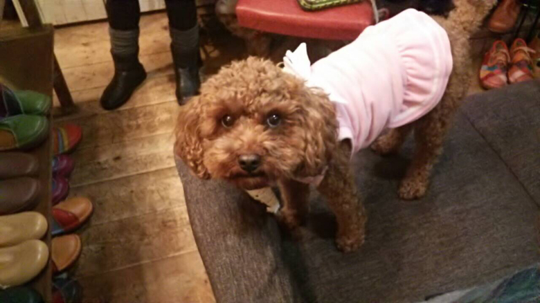 f:id:zappa38:20141224190455j:image