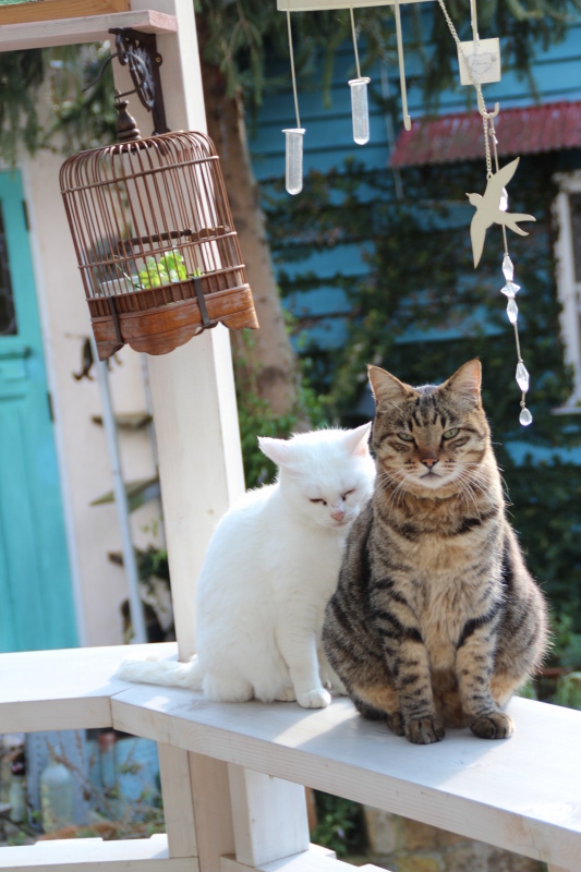 f:id:zappa38:20141225191500j:image