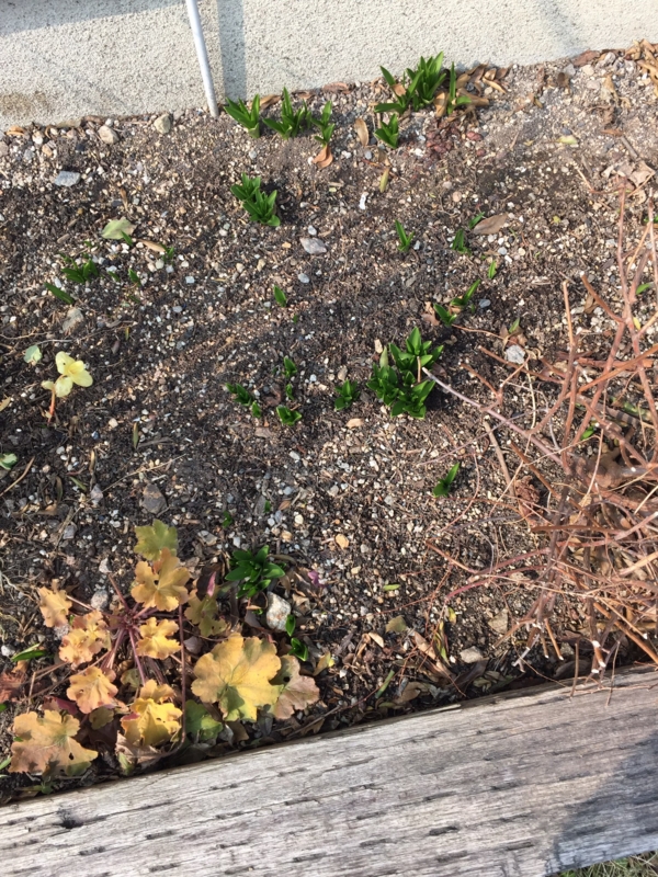 f:id:zappa38:20150215212852j:image