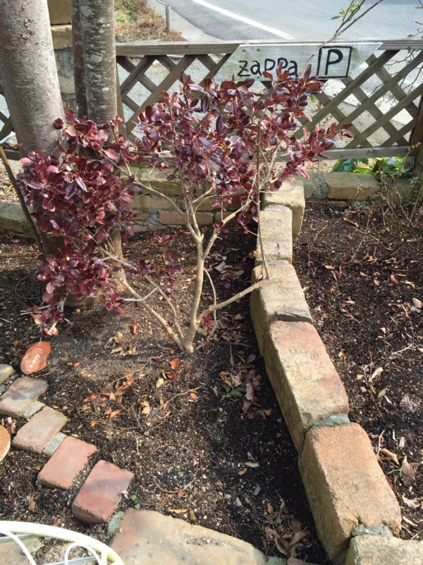 f:id:zappa38:20150215212859j:image