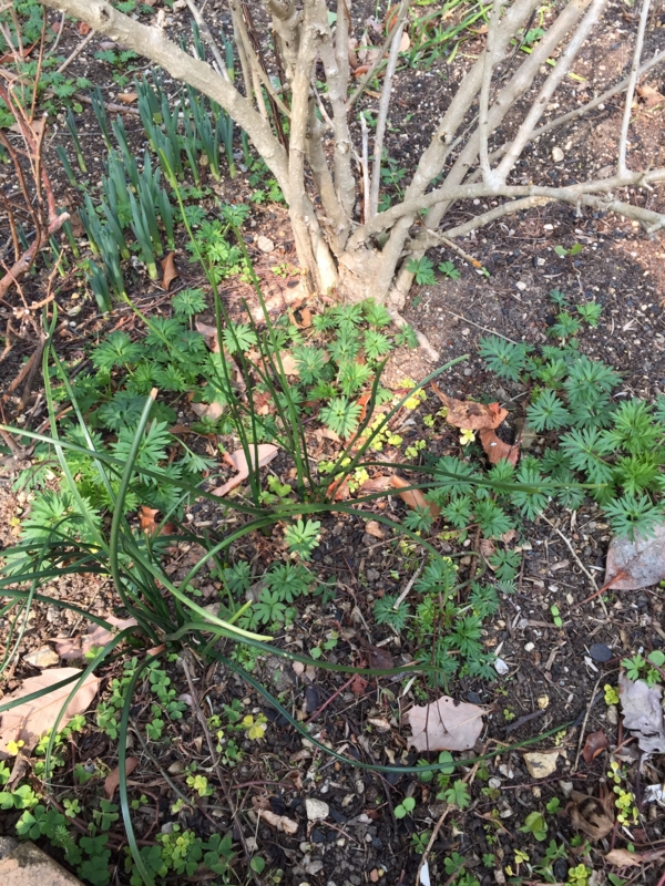 f:id:zappa38:20150215213015j:image