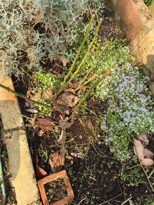 f:id:zappa38:20150215213035j:image